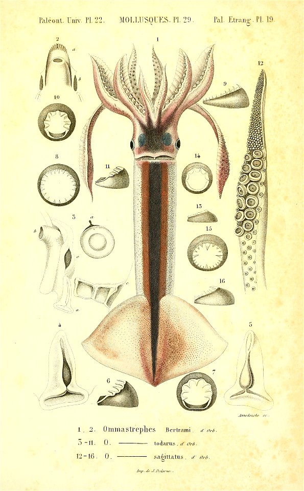 n62_w1150