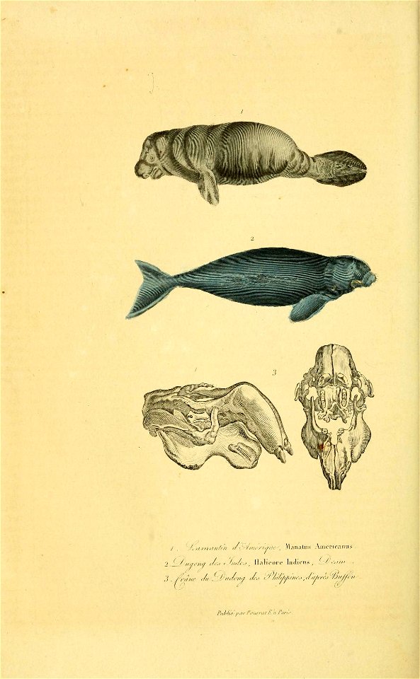 n699_w1150