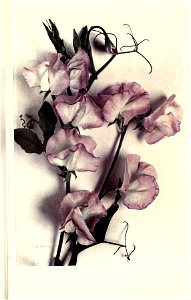 n84_w1150