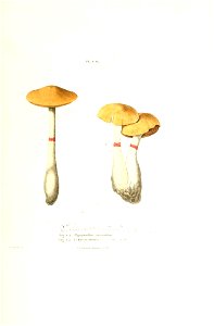 n446_w1150