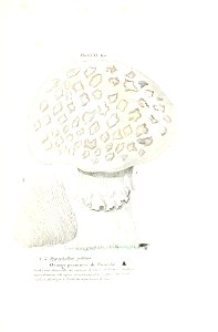 n482_w1150