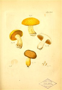 n338_w1150