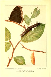 n231_w1150