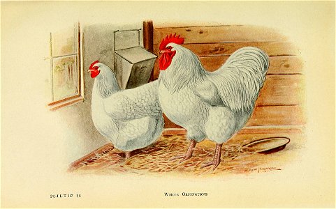 n492_w1150