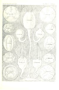 n442_w1150