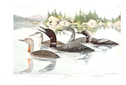 n46_w1150