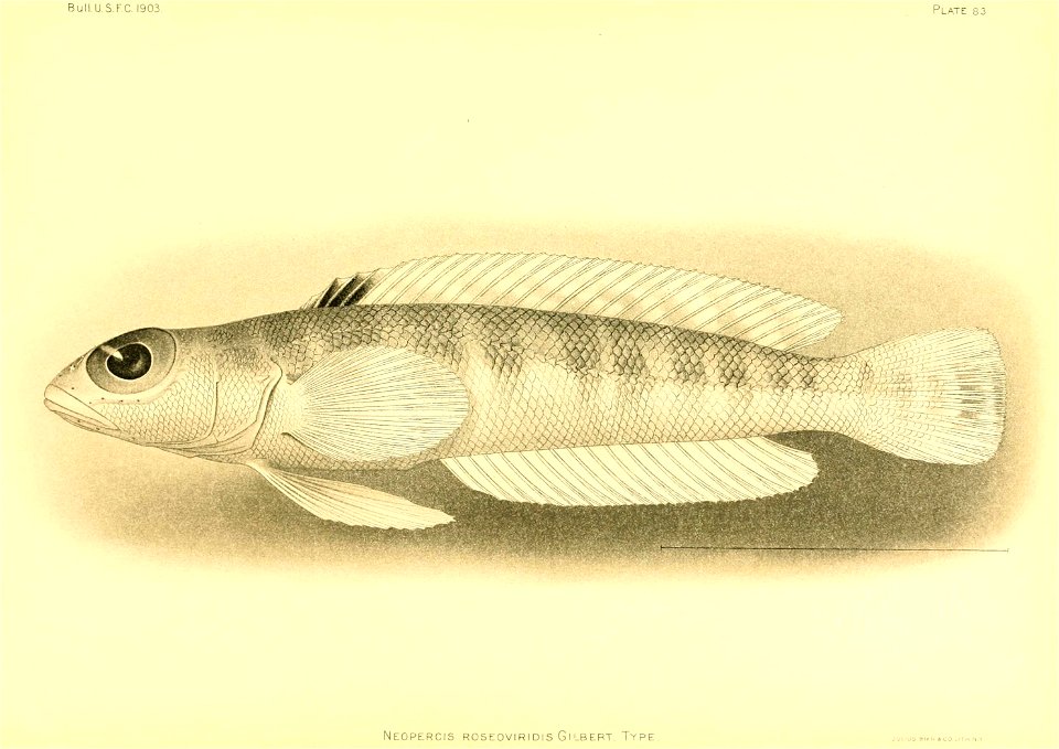 n114_w1150