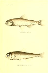 n34_w1150