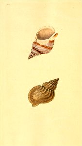 n499_w1150