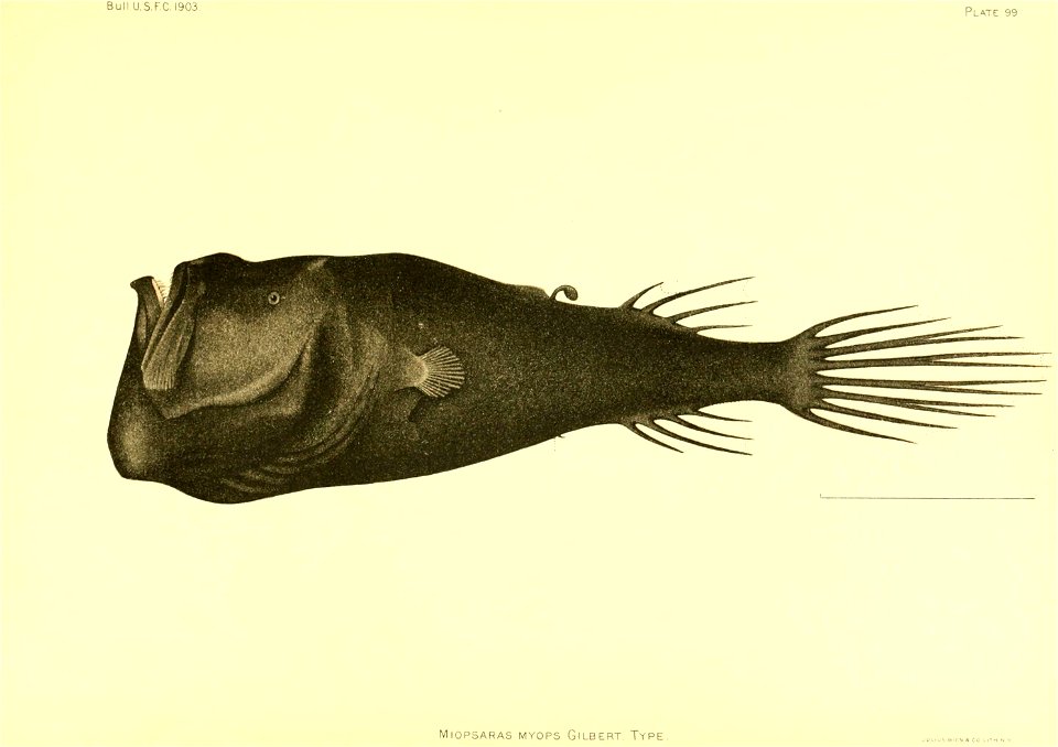 n198_w1150