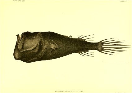n198_w1150