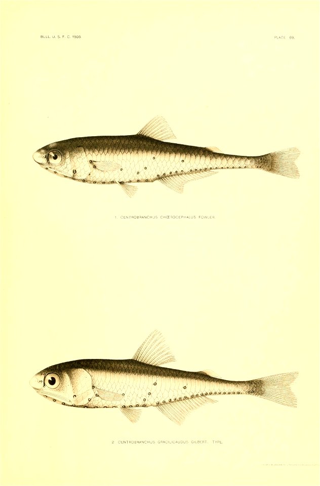 n38_w1150