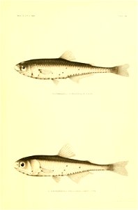 n38_w1150