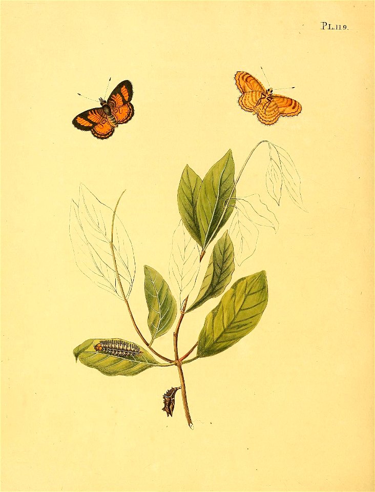 n509_w1150