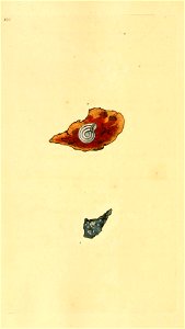 n481_w1150