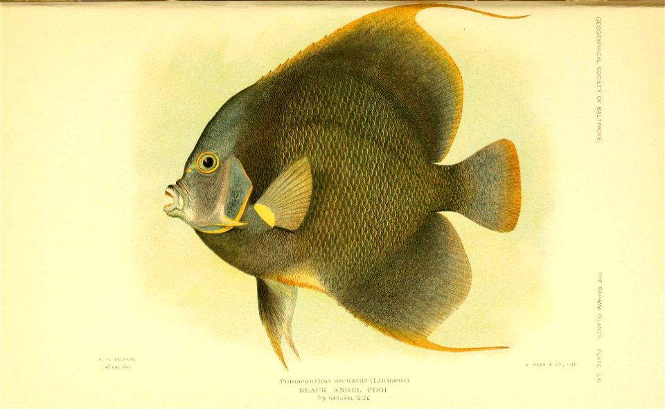 n62_w1150