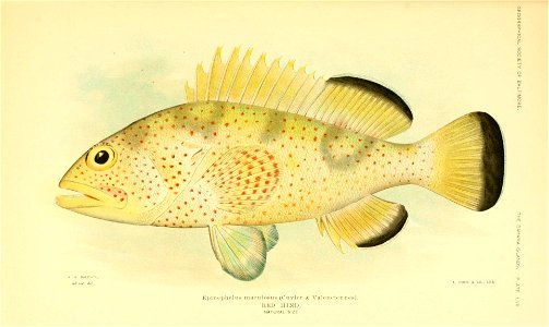 n54_w1150