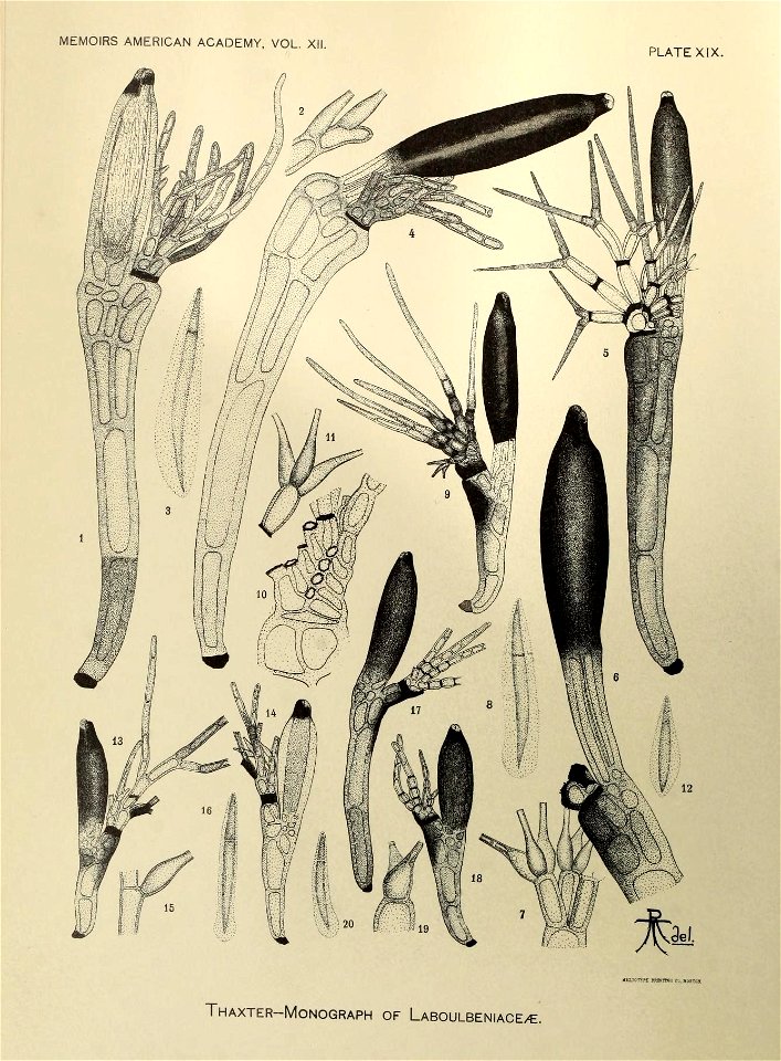 n277_w1150