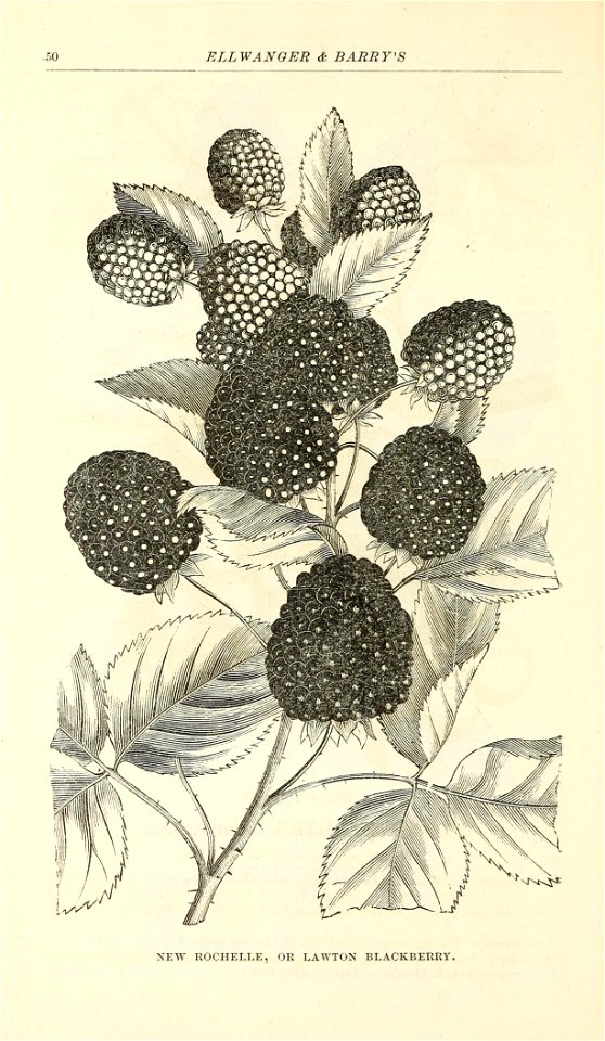 n55_w1150