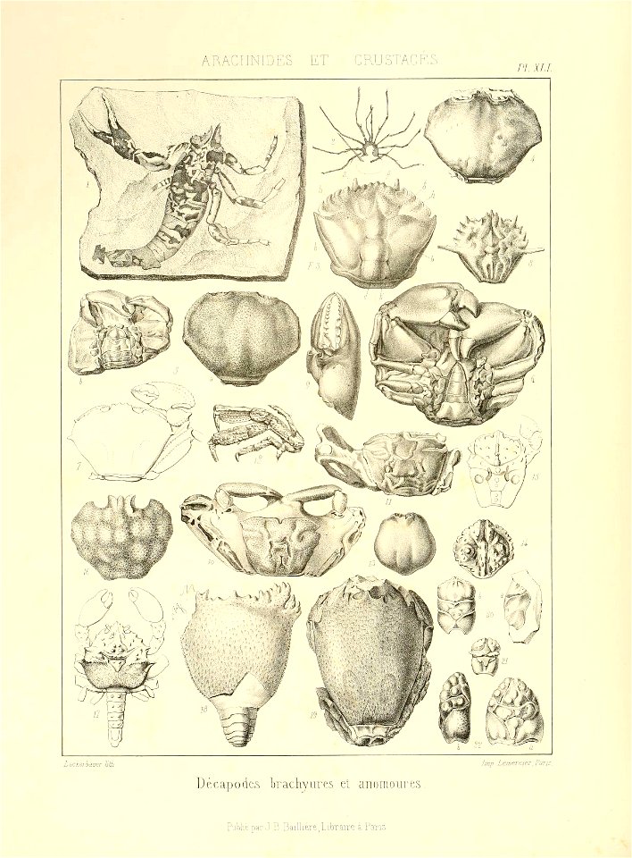 n113_w1150