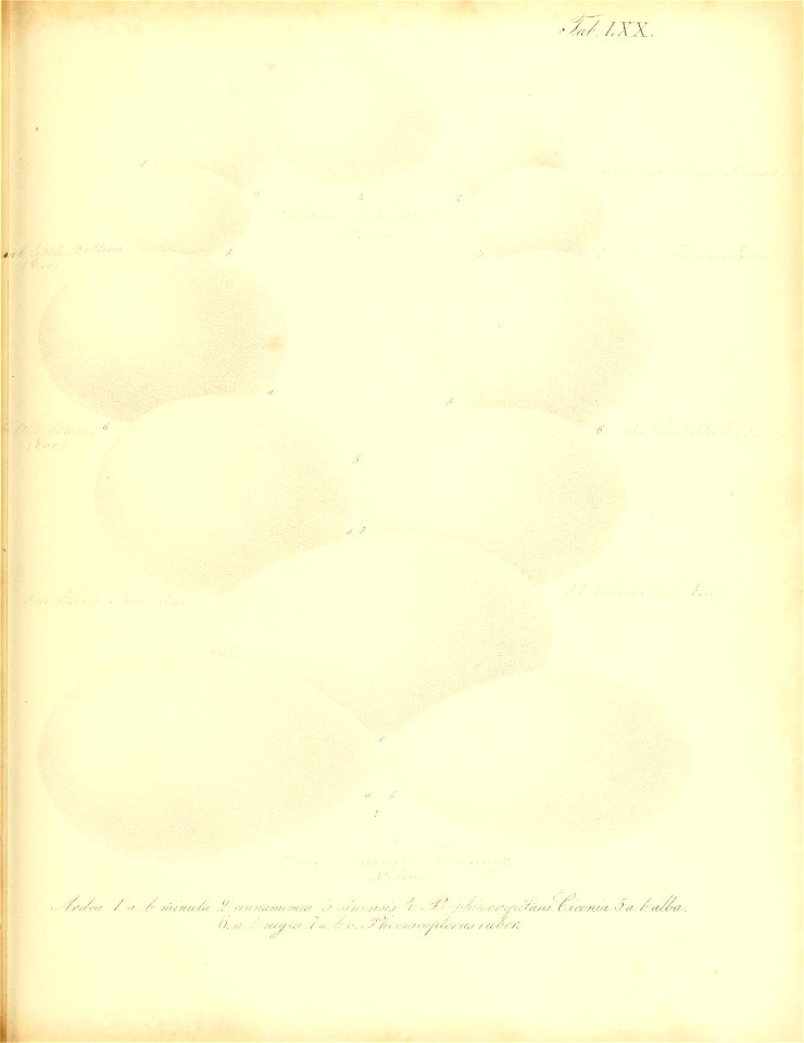 n298_w1150