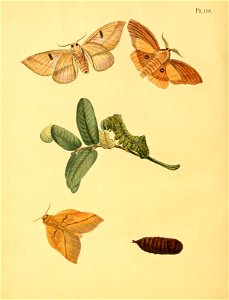 n505_w1150