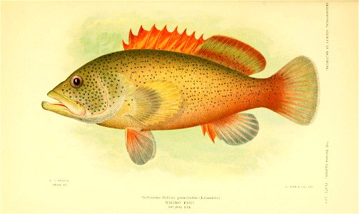 n56_w1150