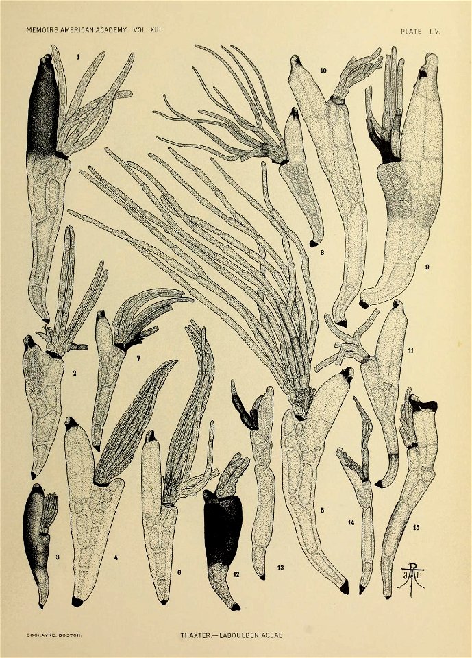 n316_w1150