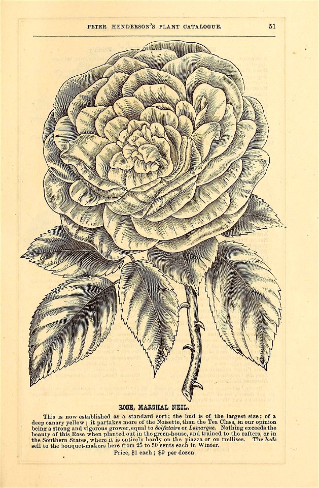 n54_w1150