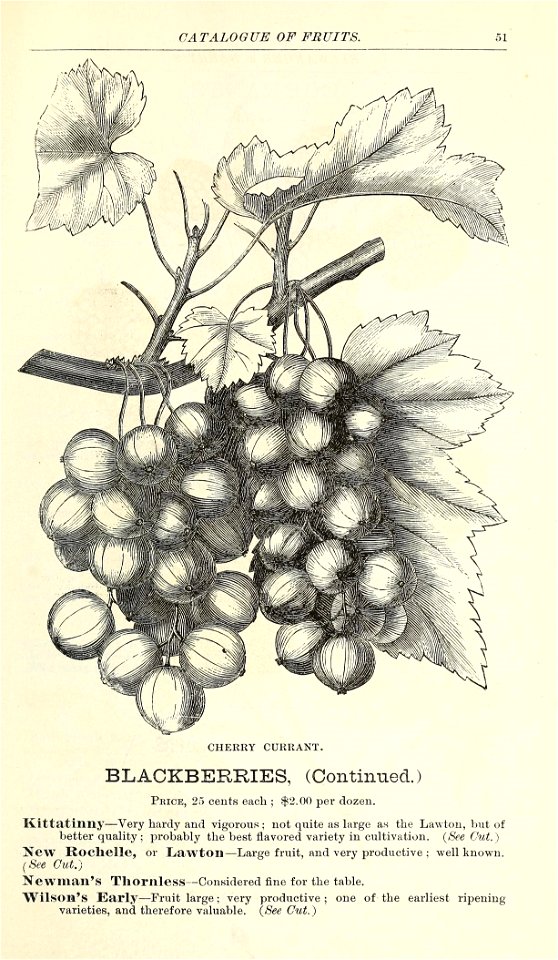n56_w1150