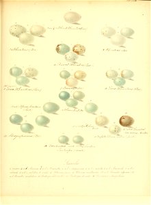 n118_w1150