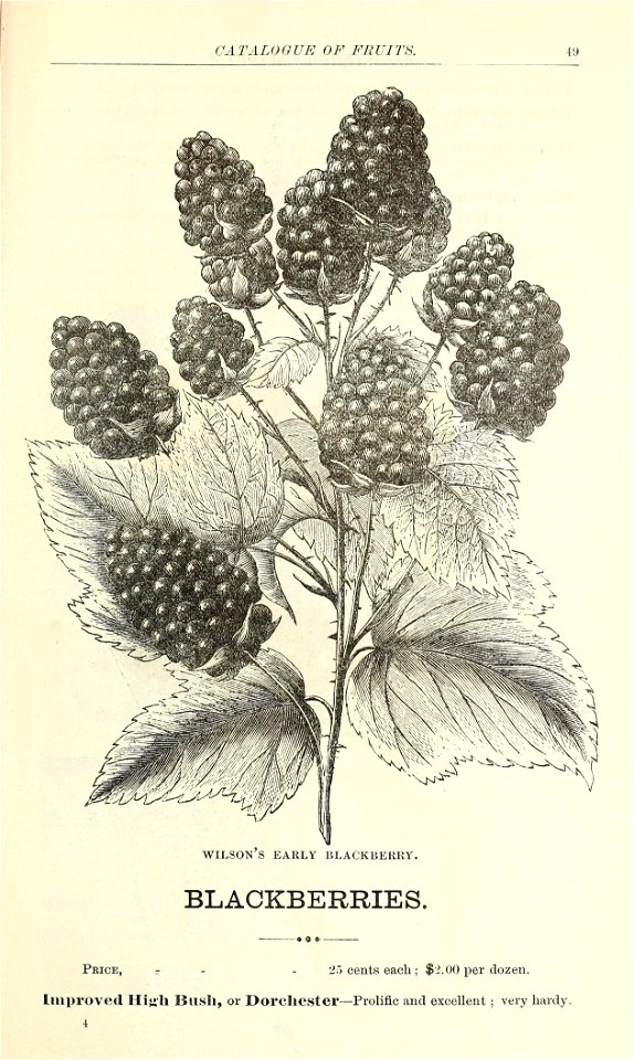 n54_w1150