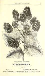 n54_w1150