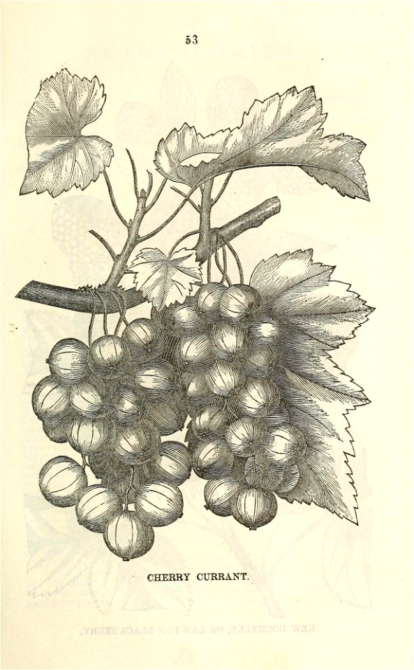 n56_w1150