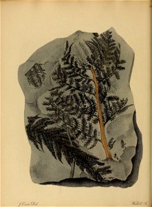 n147_w1150