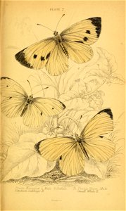 n268_w1150
