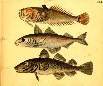 n56_w1150