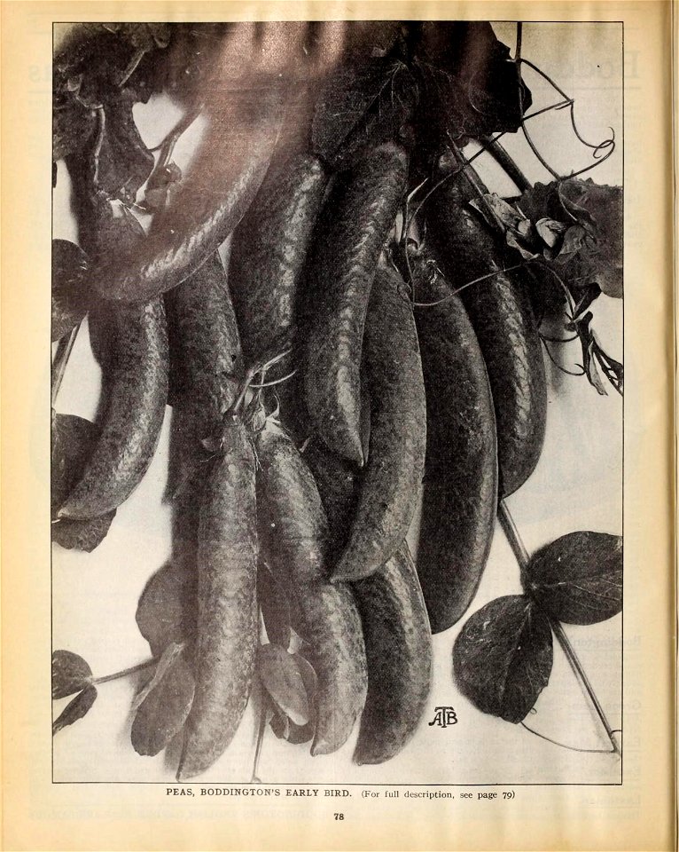 n483_w1150