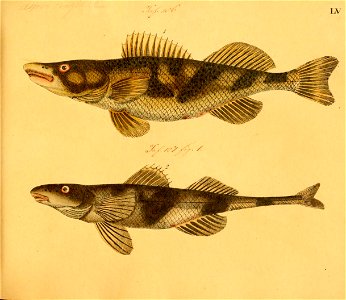 n114_w1150