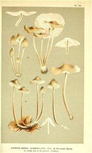 n175_w1150