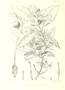 n175_w1150