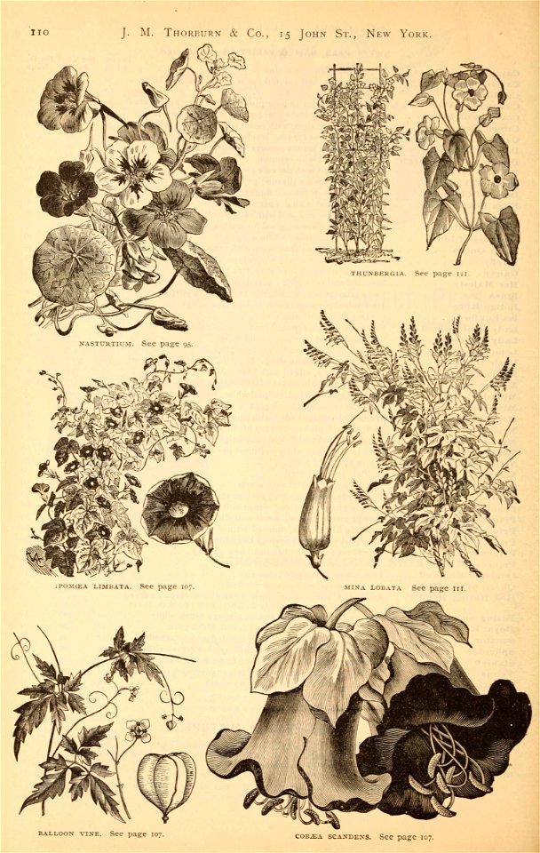 n593_w1150