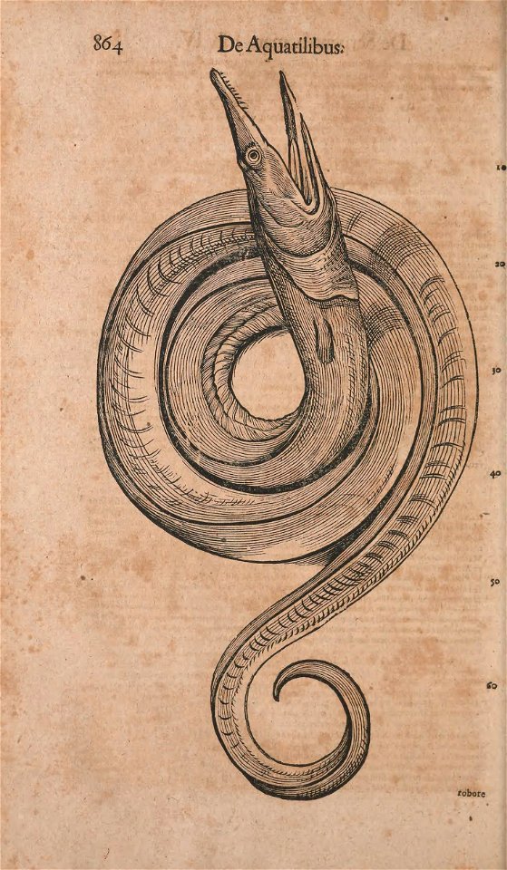 n929_w1150