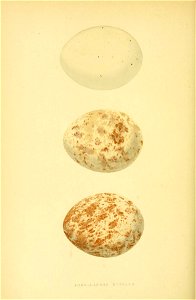 n299_w1150