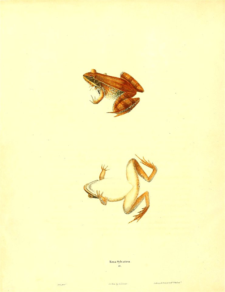 n135_w1150