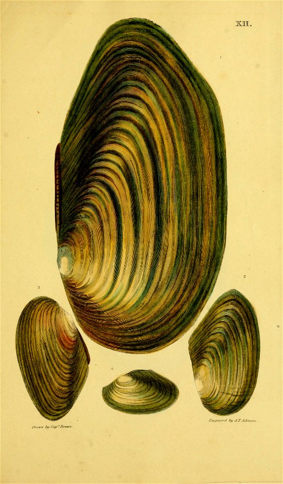 n186_w1150