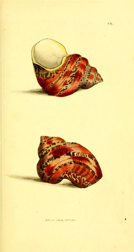 n136_w1150