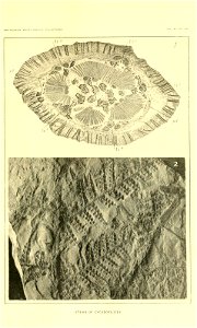 n542_w1150
