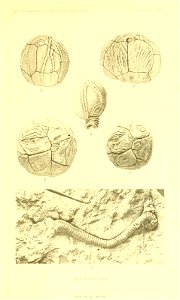 n376_w1150