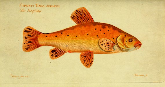 n36_w1150